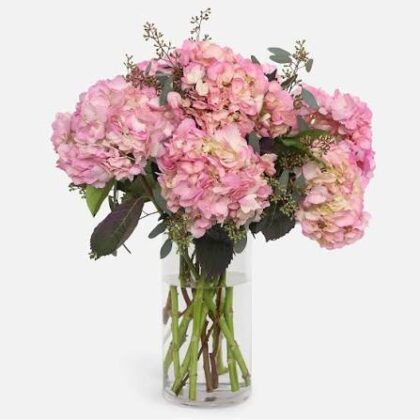 Light Pink Hydrangea Flower